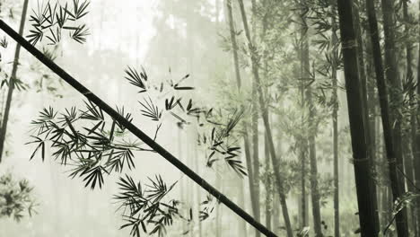 dense bamboo forest shrouded in mist offers serene nature experience