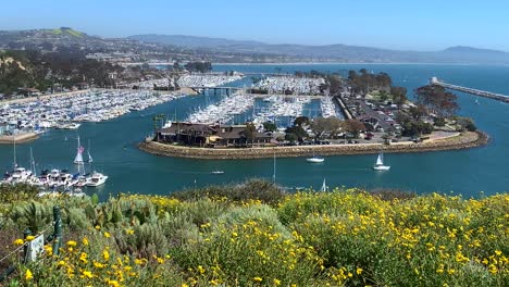 4k 60p, des fleurs sauvages jaunes surplombent le port de dana point en californie, états-unis