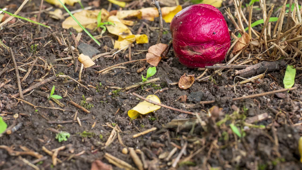 manzana roja podrida en el jardín de tierra húmeda con bichos en un día soleado, lapso de tiempo
