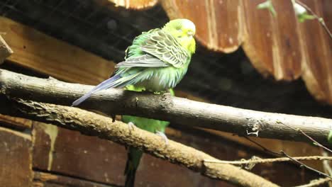 loro en la rama de un árbol