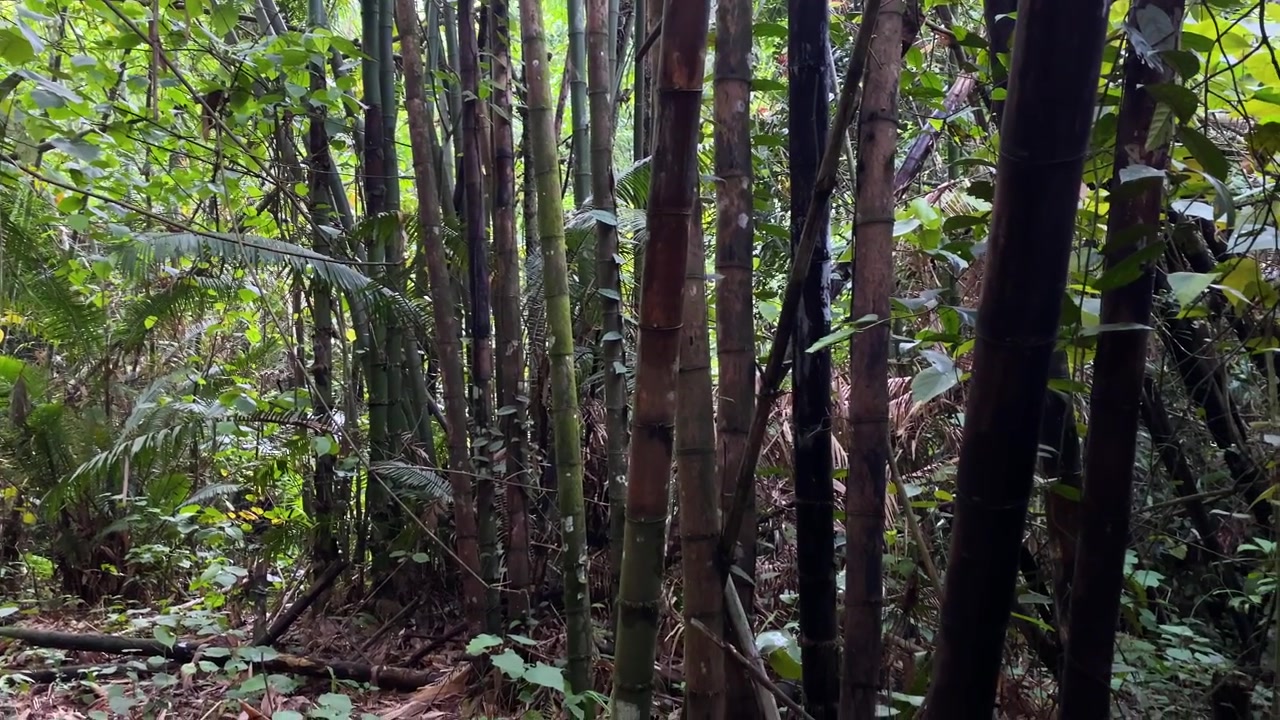 Fitta bambuseto con alti fusti nel denso sottobosco della giungla, Parco Nazionale Khadim Nagar, Sylhet, Bangladesh