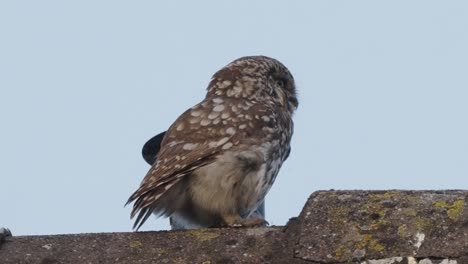 close up of a little owl, athene noctua, sitting on a roof and flying away