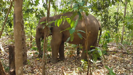 Elefantes-Asiáticos-En-Un-Santuario-De-Elefantes-En-Chiang-Mai,-Tailandia