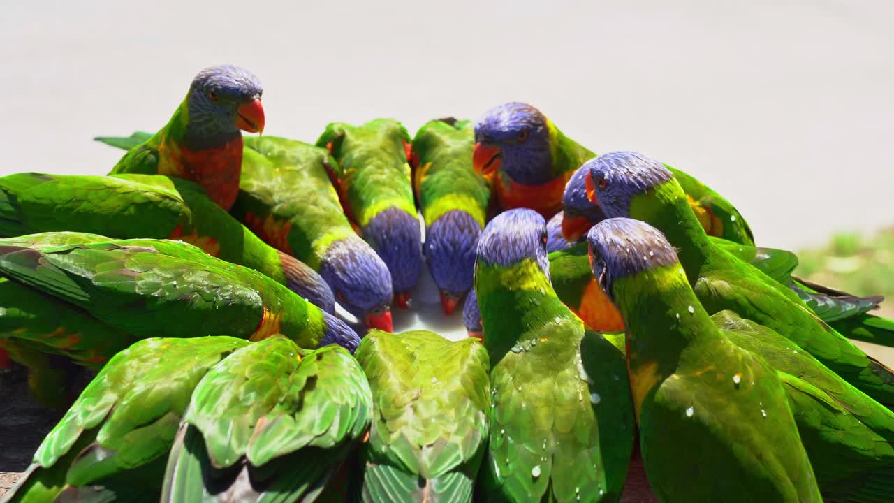 gran bandada de lorikeet arcoiris salvaje, trichoglossus moluccanus reunidos alrededor del plato, alimentándose de néctar en el santuario de vida silvestre australiano, primer plano de movimiento manual