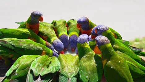 large flock of wild rainbow lorikeet, trichoglossus moluccanus gathered around the plate, feeding on nectar in australian wildlife sanctuary, handheld motion close up shot