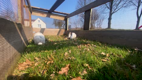 pequeña cámara de conejo lindo blanco dentro de una pequeña jaula de madera durante un día soleado de verano