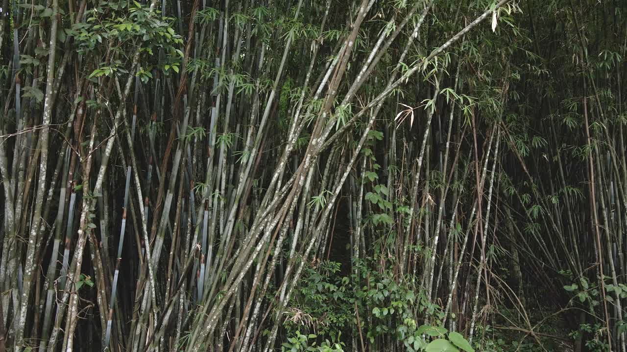 tiro de rotación derecha de giro medio de una planta de bambú natural en un bosque de bambú en la jungla en koh chang tailandia