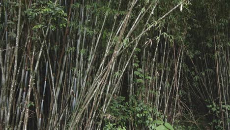 medium spin right rotation shot of a natural bamboo plant in a bamboo forest in the jungle in koh chang thailand