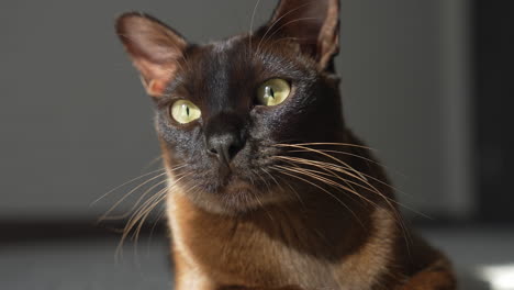 muzzle of a purebred cat. portrait of a brown burmese kitten's face with big eyes and long mustache. close-up.