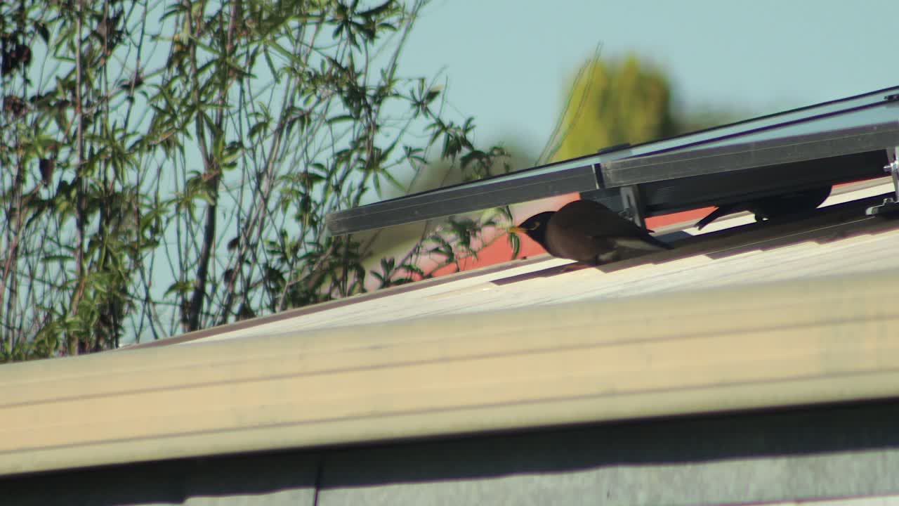 Birds on a rooftop with solar panels