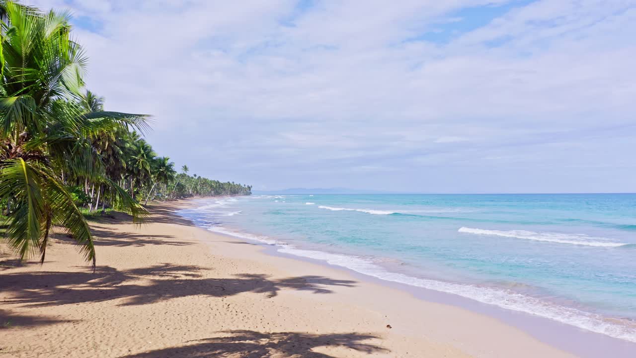palmeras en la desierta playa coson, las terrenas en república dominicana