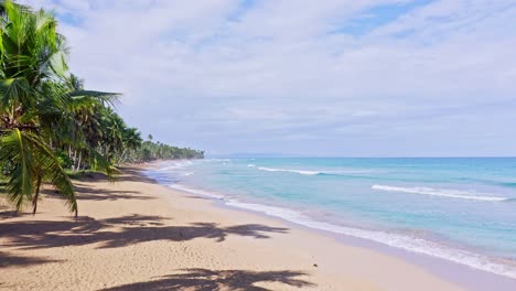 palmen auf einsamen playa coson, las terrenas in der dominikanischen republik