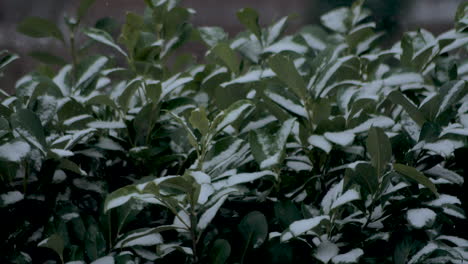 close up: snowy green leaves during snowstorm