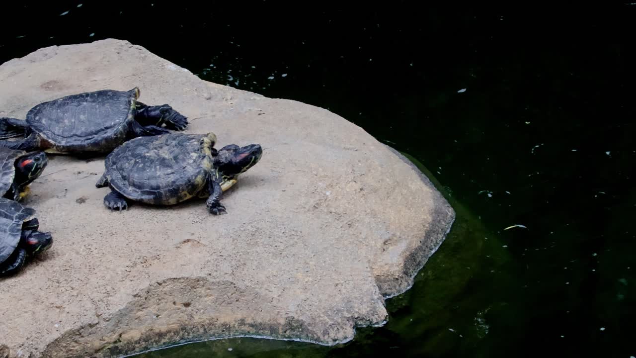 Panning left to reveal a group of pond slider terrapin (Trachemys scripta) resting on rocks while two turtles chase each other and swimming in the water at Hong Kong Park