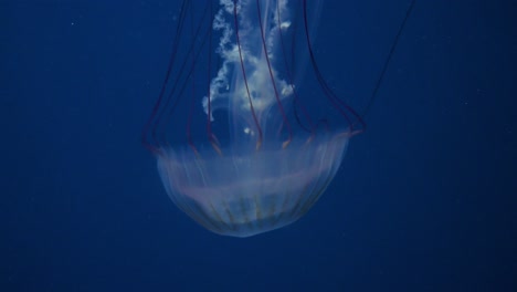 Löwenmähnenquallen-Schwimmen-In-Einem-Schaubecken-Im-Vergnügungs--Und-Tierthemenpark-Ocean-Park-In-Hongkong