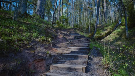 walk in the forest in the national park in spring