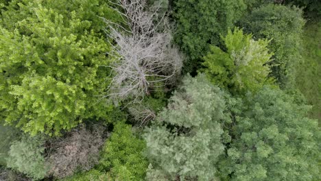fotografía cenital del fantástico paisaje de árboles verdes en el corazón de la naturaleza