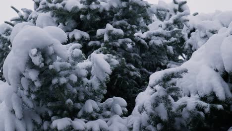 beautiful pine tree covered in snow