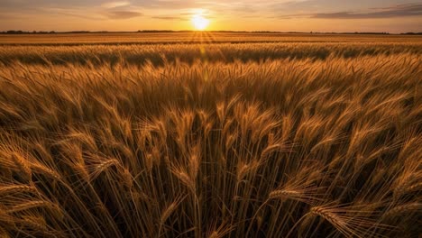 el campo de trigo dorado al atardecer