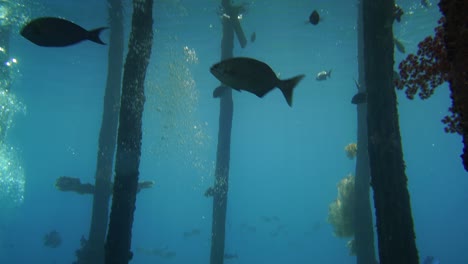 Watch-the-sunbeams-breaking-through-the-wooden-jetty-and-hitting-the-surface