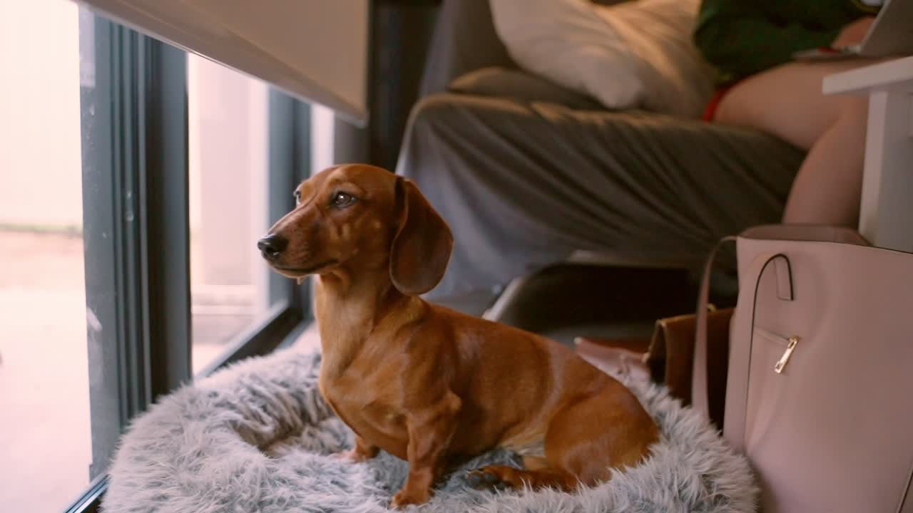 A red dachshund sits calmly in her bed, glancing toward the camera before looking out the window