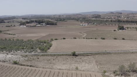 -fields-with-vineyards,-olive-trees