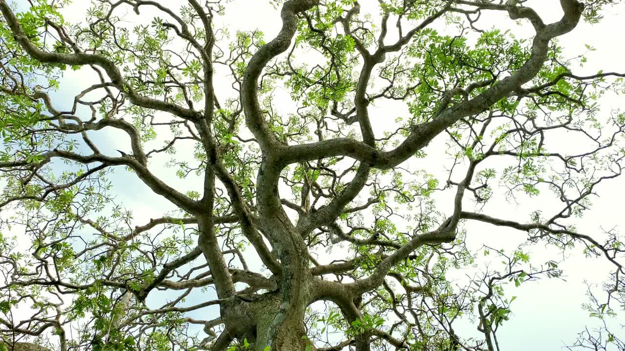 Tree With Gnarled And Twisting Branches Against A Bright Sky. - tilt down shot