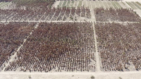 vast palm fields at palm farm in badlands:, aerial view