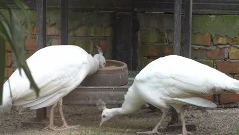 El-Pavo-Real-Blanco-Se-Come-La-Comida.