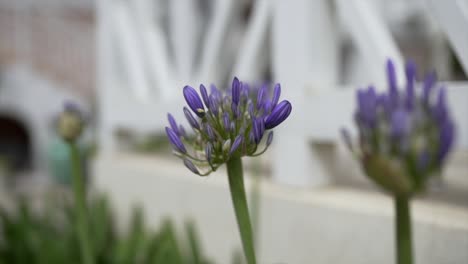 beautiful flower inside the pot under winter morning