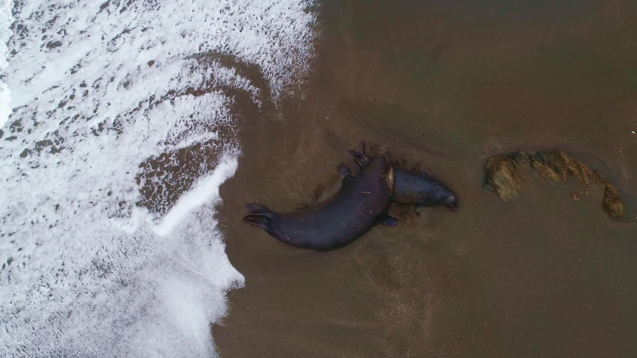 Seals on the beach