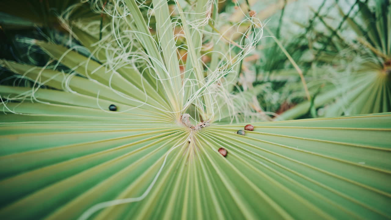 Close up view of a palm leaf featuring curled white fibers, showcasing organic lines, texture, and natural patterns