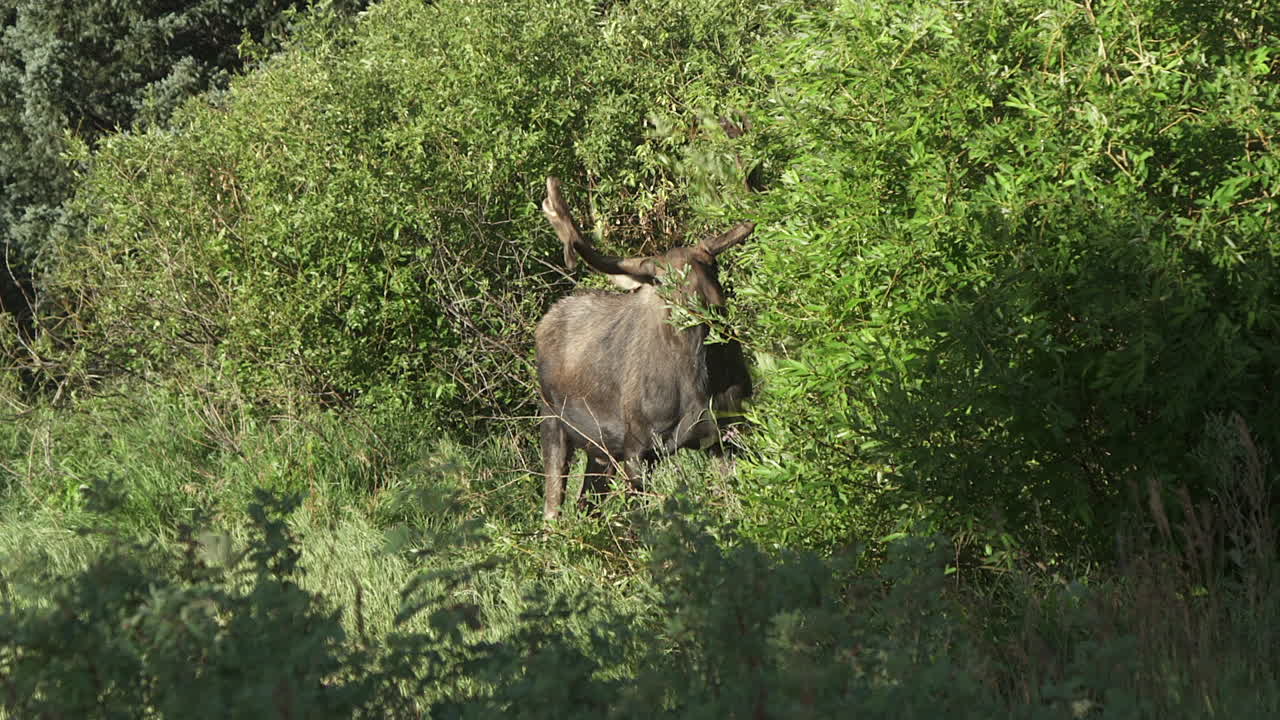 cu: un alce toro con un pequeño estante come hojas verdes de un árbol del bosque