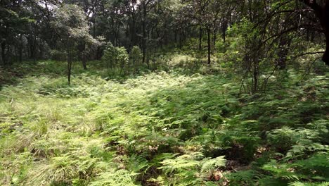 Green-fern-growing-in-dense-woods