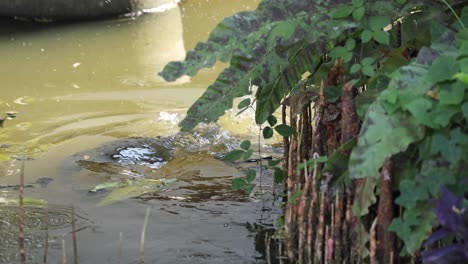 monitor lizard enters water, causing a splash.