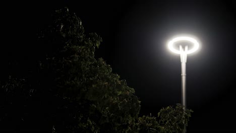 night scene with streetlight and tree