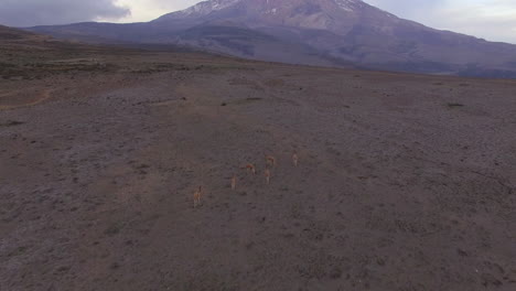Overhead-shot-following-a-herd-of-Alpaca-heading-towards-volcano-Cotopaxi