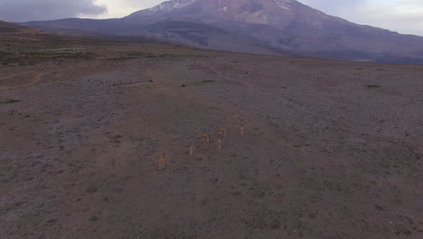 overhead shot following a herd of alpaca heading towards volcano cotopaxi