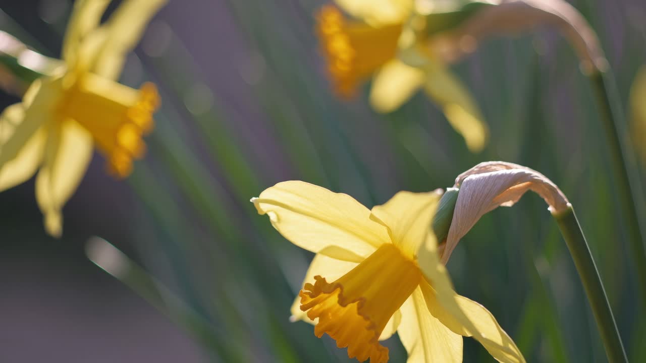 Close-up video of blooming yellow daffodils, captured from a low angle