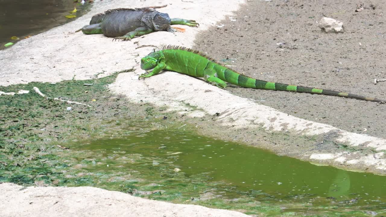 iguana verde en busca de comida cerca de la piscina, singapur