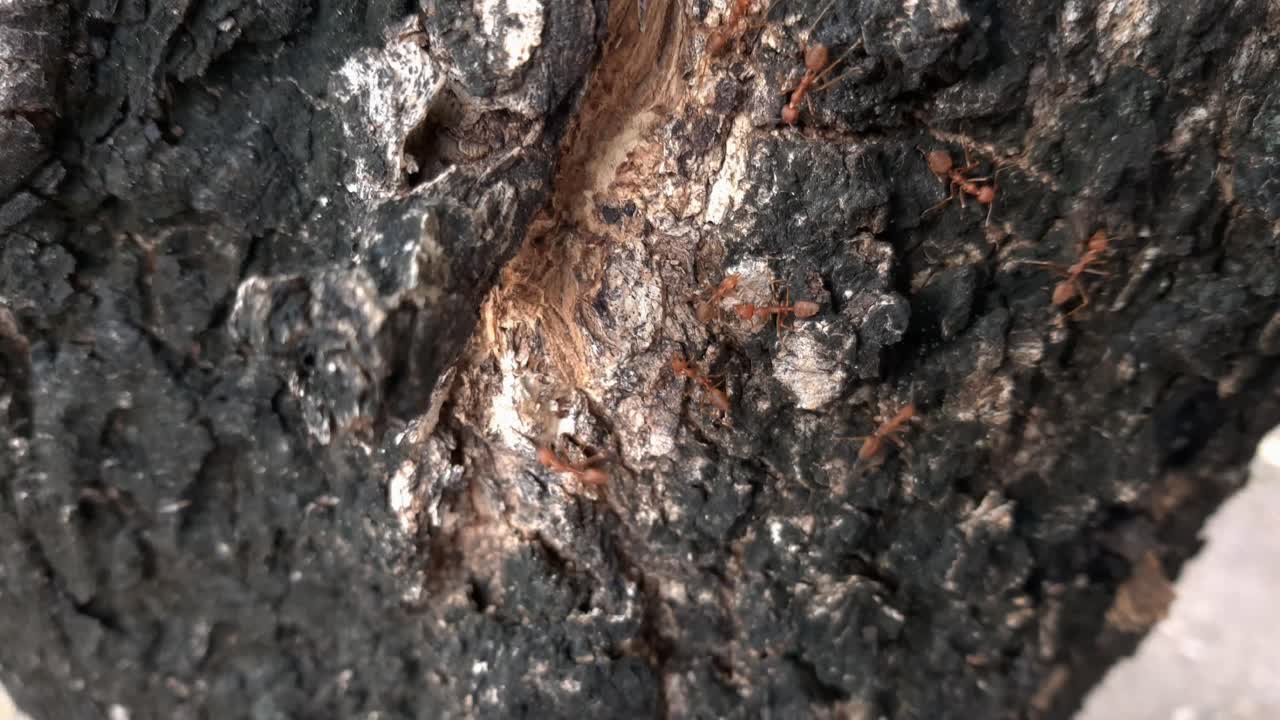 muchas hormigas rojas caminan en filas sobre la superficie de la corteza de los árboles en la naturaleza