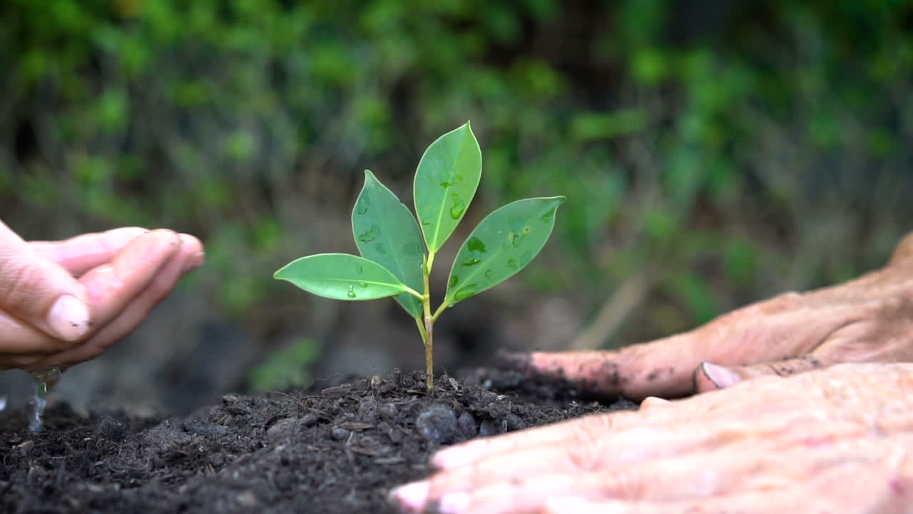 People hands take care of young plant tree sprout.