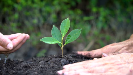 las manos de la gente se encargan de que las plantas jóvenes broten.