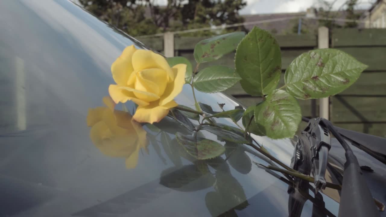 Romantic gesture of leaving a rose on a car windscreen