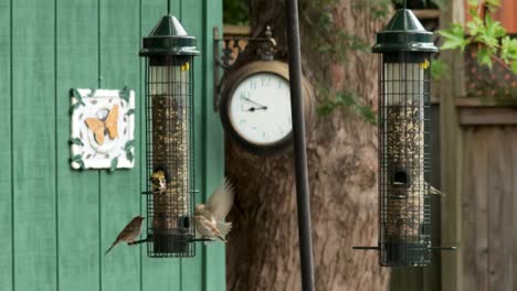 Ein-Fressrausch-Von-Meisen,-Spatzen,-Kleibern-Und-Finken-Auf-Einem-Eichhörnchensicheren-Futterhäuschen,-Mit-Einer-Uhr-Und-Einem-Schuppen-Im-Hintergrund