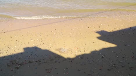 해변에 밀려온 해파리