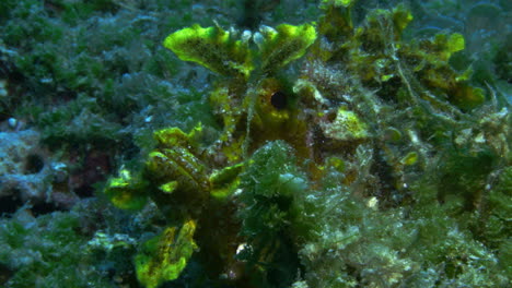 an amazingly well camouflaged fluorescent green rhinopias gently swaying among the green algeas