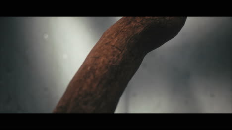 close-up of a wooden branch