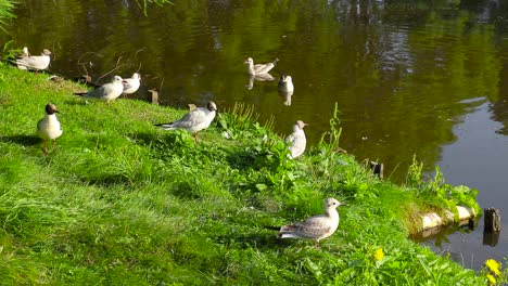 Relaxing-calm-scenery-birds-on-the-lake-and-on-the-grass