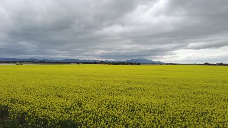 una foto panorámica de un campo de canola en australia